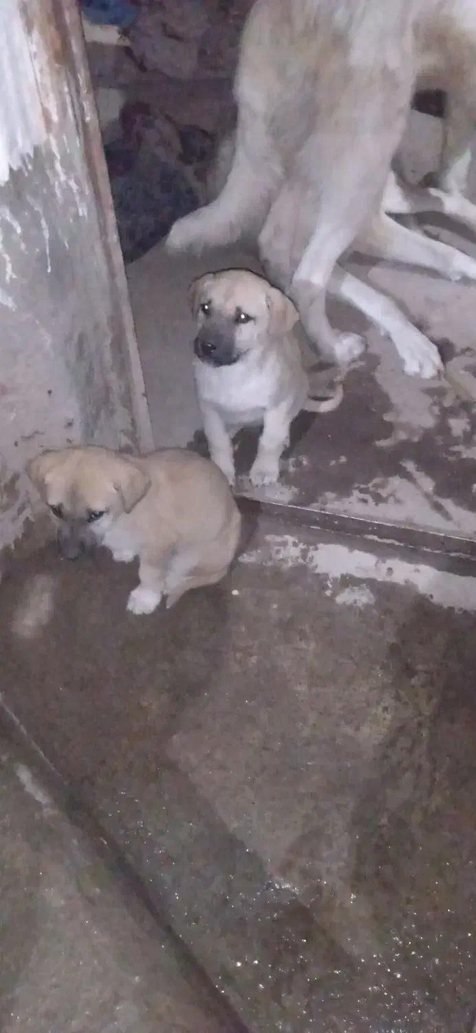 توله سگ سرابی|سگ|اردبیل, |دیوار