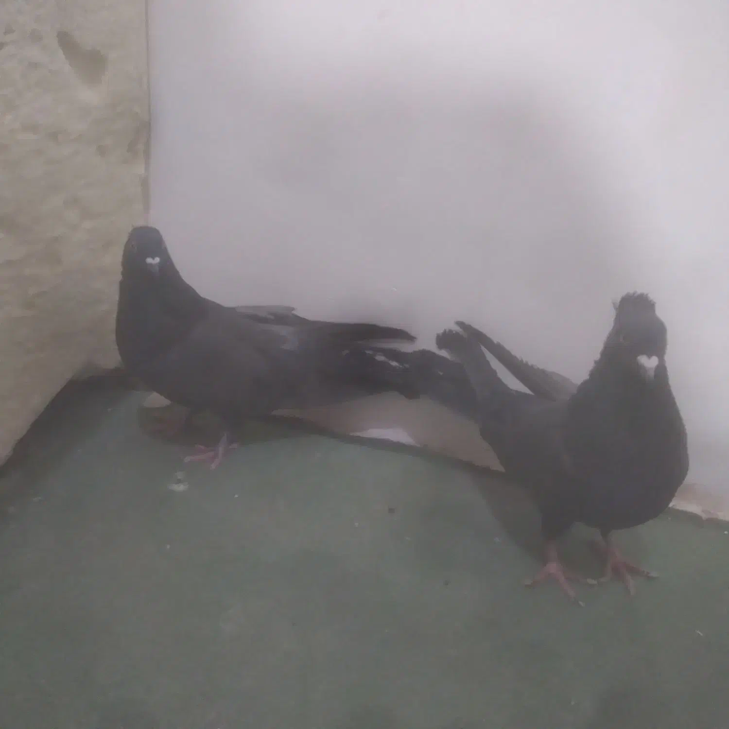 کفتر اصفهانی|پرنده|خمینی‌شهر, |دیوار