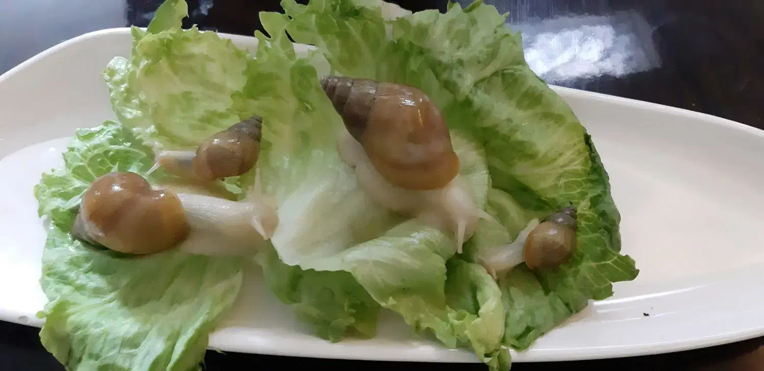 حلزون|خزنده|فولادشهر, C3|دیوار