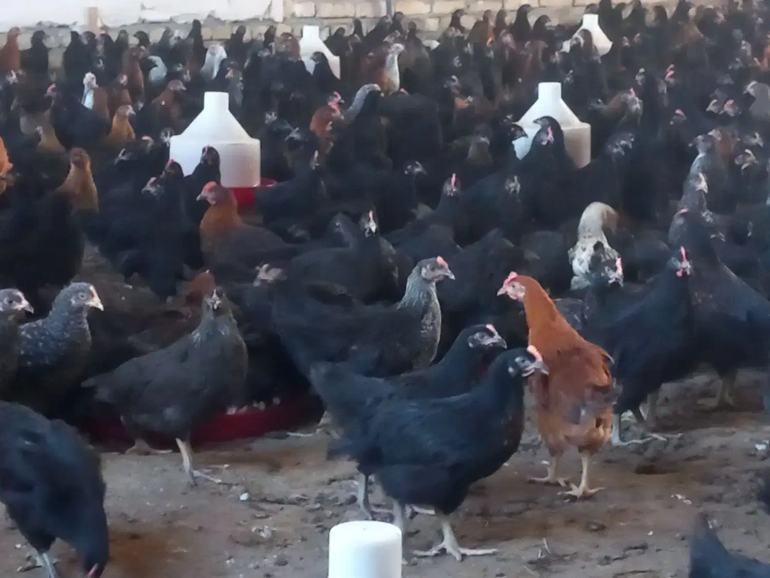 فروش عمده جوجه گلپایگانی،مرغ خروس تاقچه مشکی جهادی|حیوانات مزرعه|مشهد, شترک|دیوار