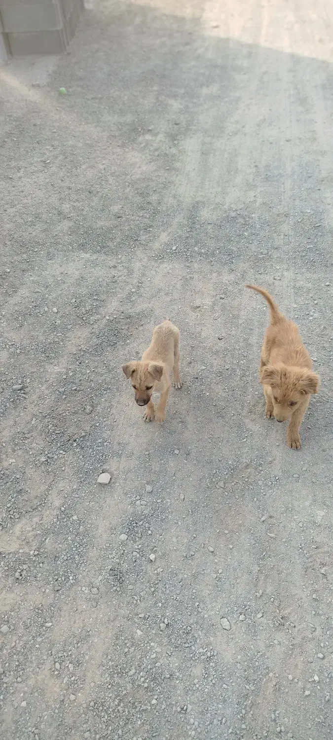 سگ پاکوتاه|سگ|زاهدان, |دیوار