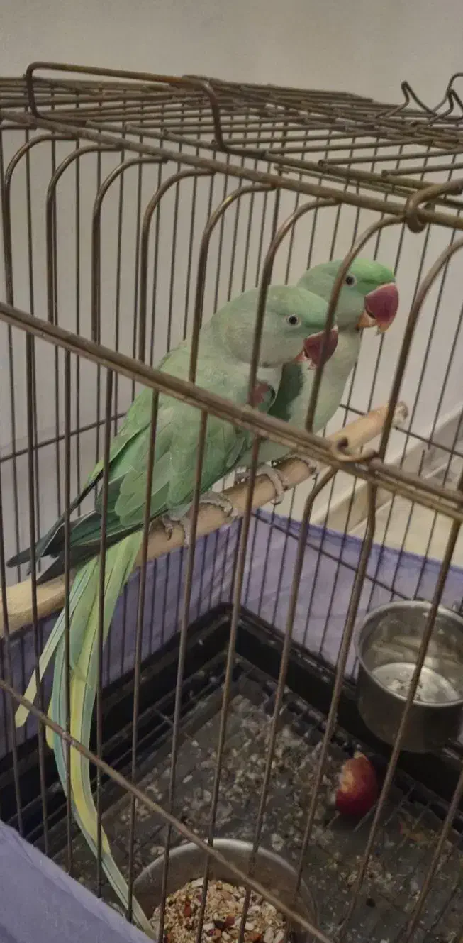 طوطی|پرنده|تهران, نصرت|دیوار