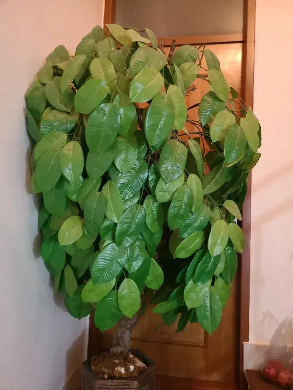 درخت همیشه سبز|گل مصنوعی|بیرجند, |دیوار