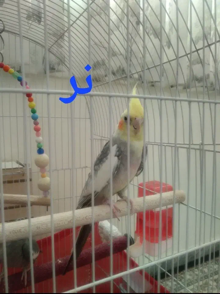 عروس هلندی نر و ماده جفت|پرنده|محمدشهر, ولدآباد|دیوار