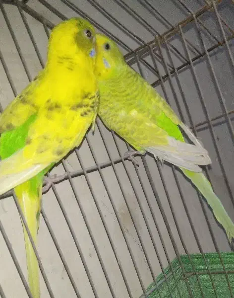 قناری خوش آواز|پرنده|خرمشهر, |دیوار