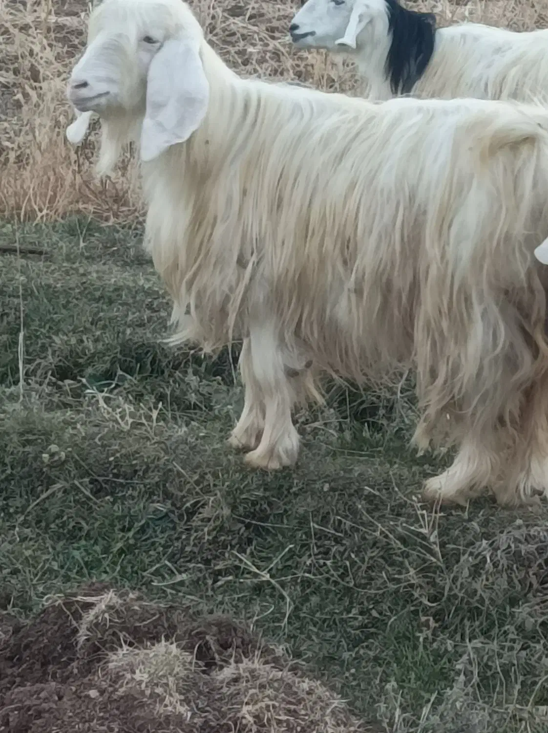 بز ماده|حیوانات مزرعه|سیلوانه, |دیوار