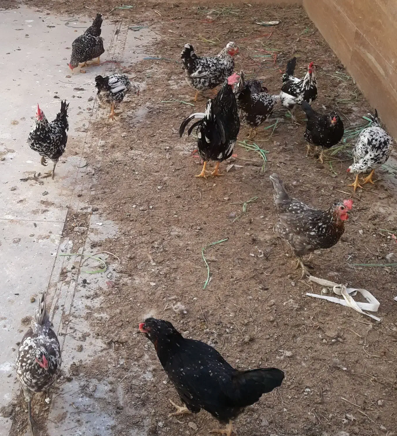 تخم مرغ گلین|حیوانات مزرعه|اصفهان, صدف|دیوار