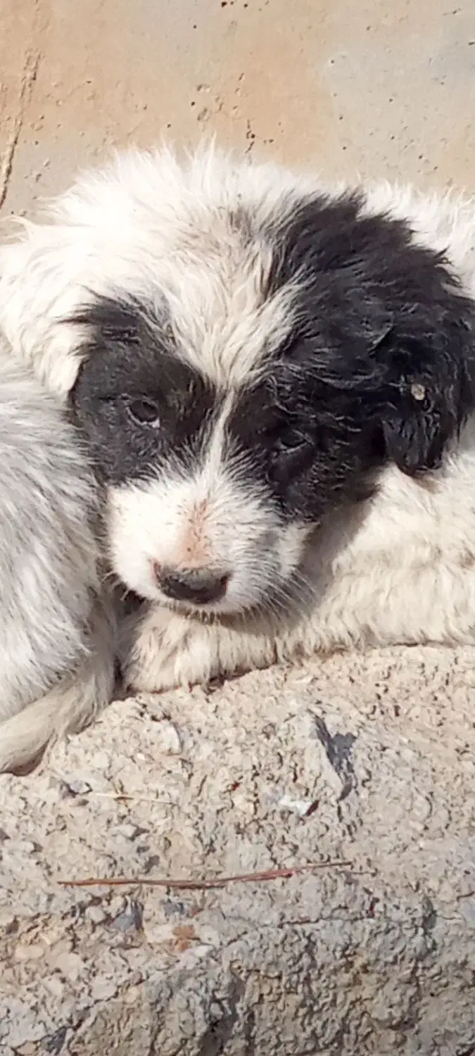 واگذاری سگ|سگ|سامان, |دیوار