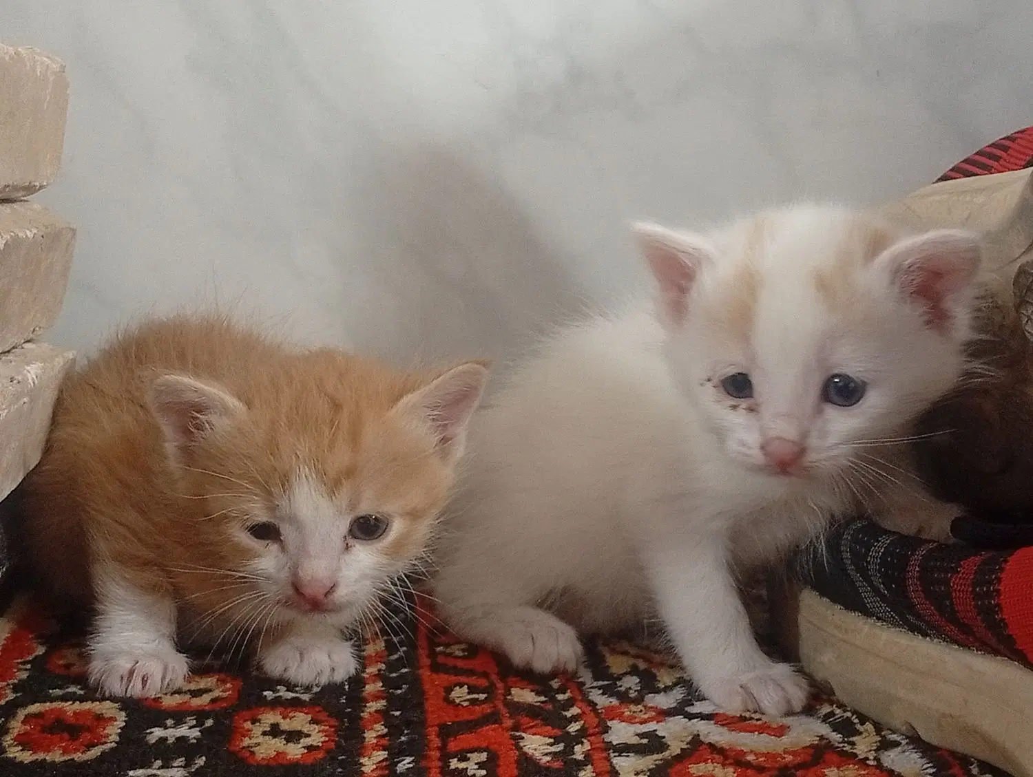 گربه|گربه|رفسنجان, |دیوار