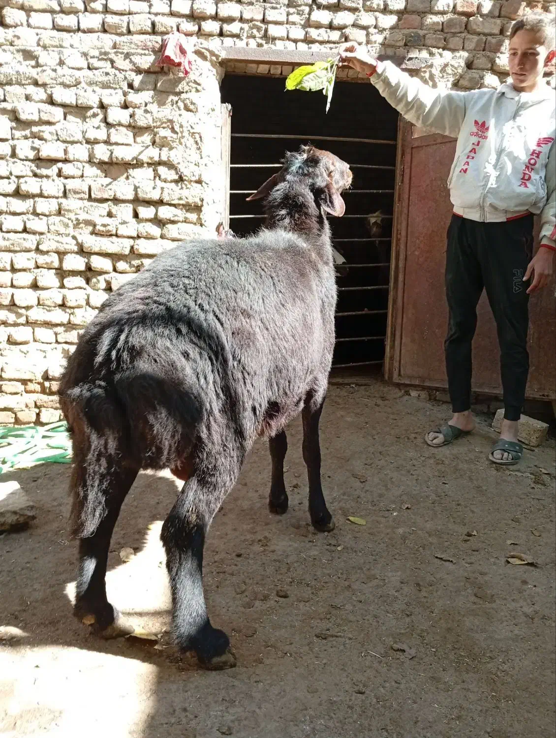 قوچ غزل|حیوانات مزرعه|زند, |دیوار