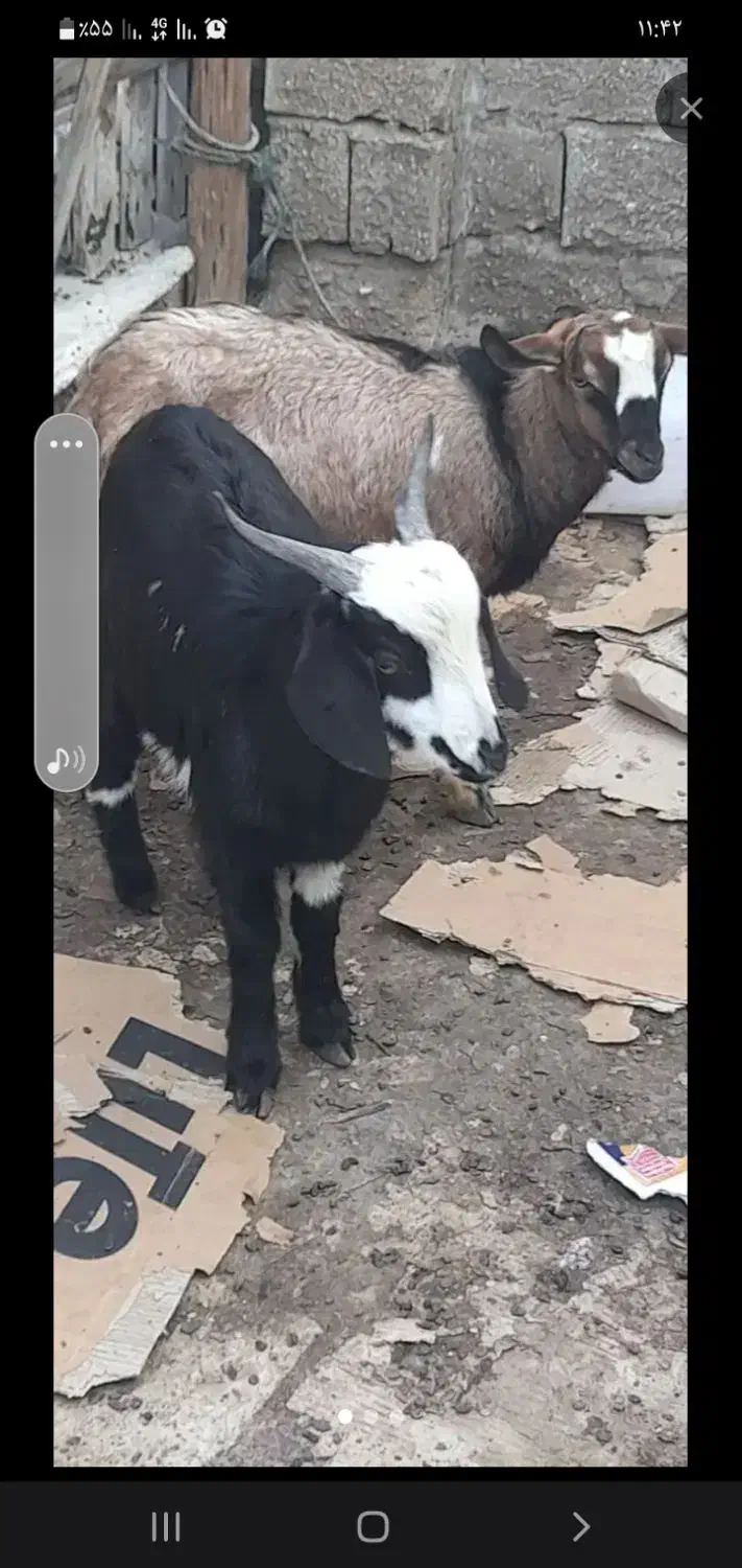 کله پاچه|حیوانات مزرعه|قشم, |دیوار