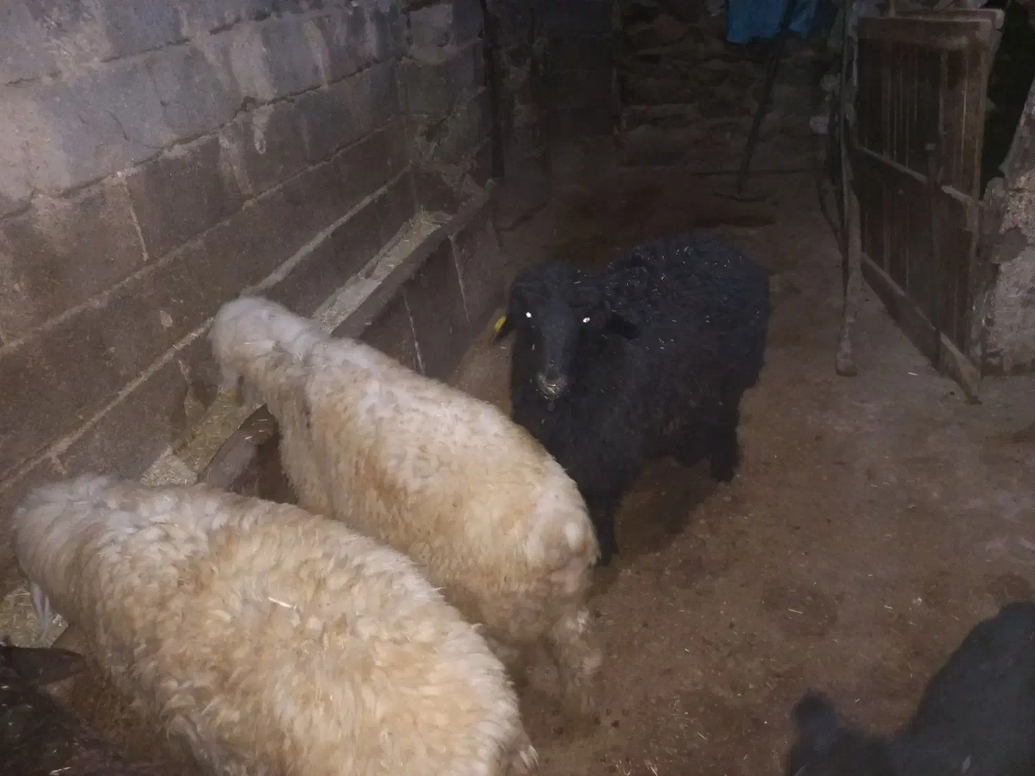 سه عدد بره پای پروار|حیوانات مزرعه|الیگودرز, |دیوار