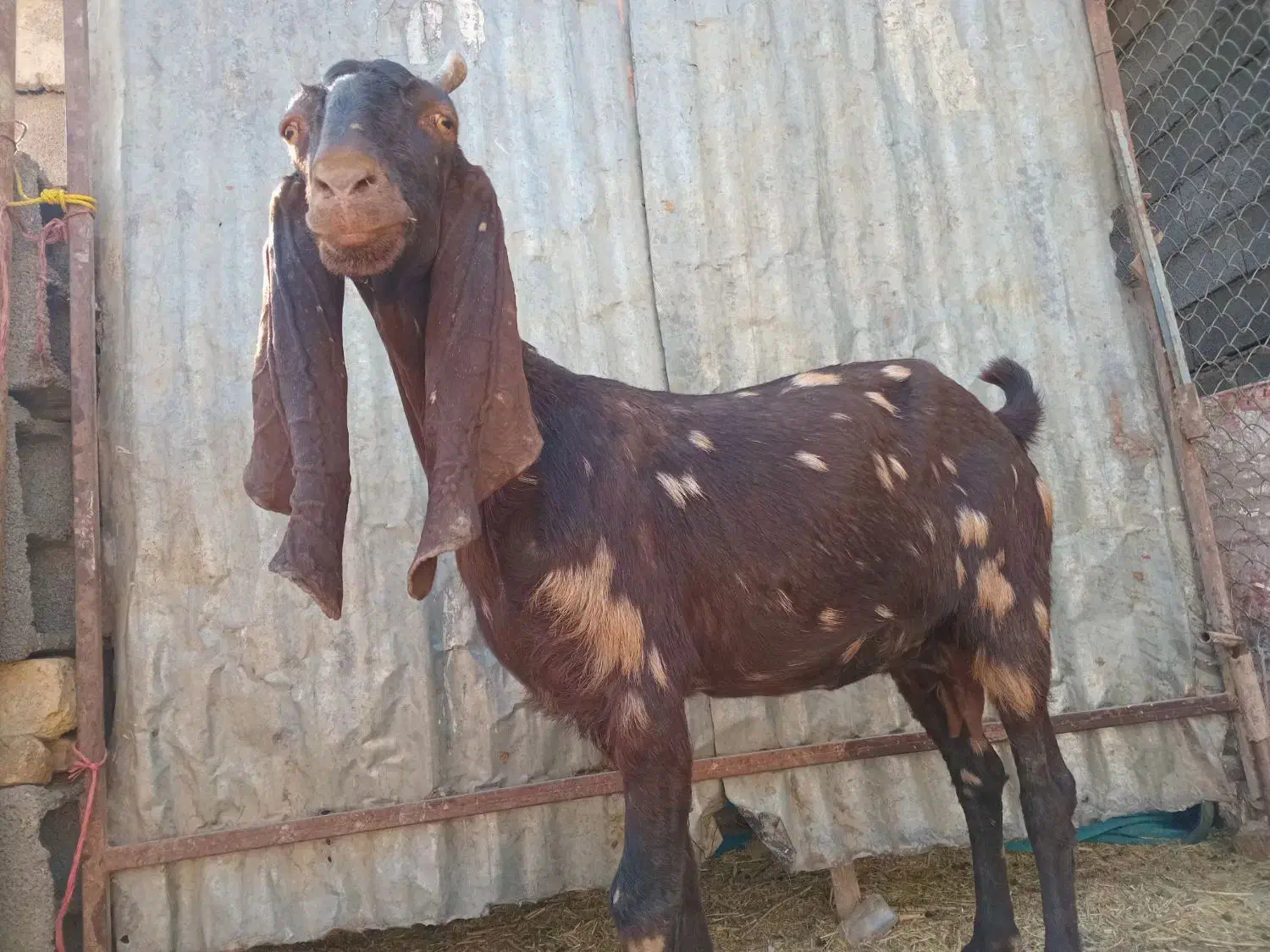 بز پاکستانی اصل جوان  درشت دقلو  آبستن|حیوانات مزرعه|قره چای, |دیوار