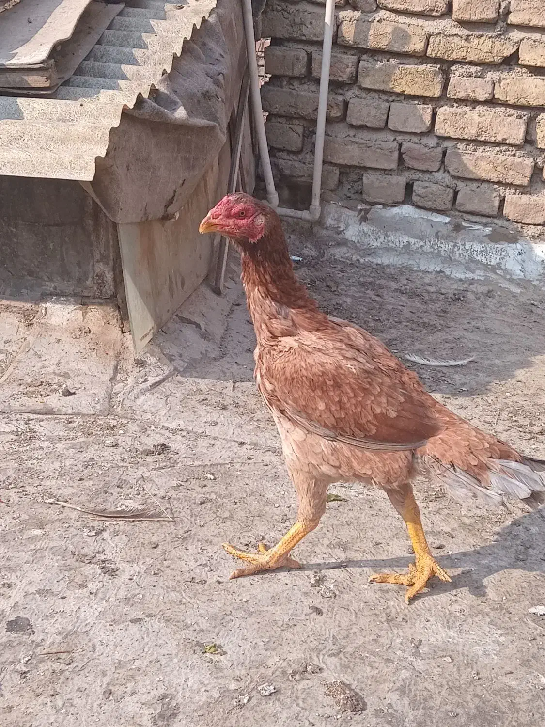 مرغ لاری|حیوانات مزرعه|تهران, میدان میوه و تره‌بار مرکزی|دیوار