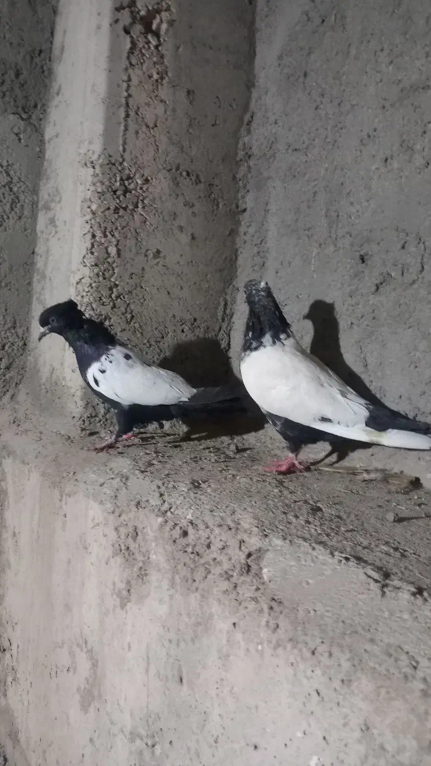 کفتر|پرنده|کرمان, |دیوار