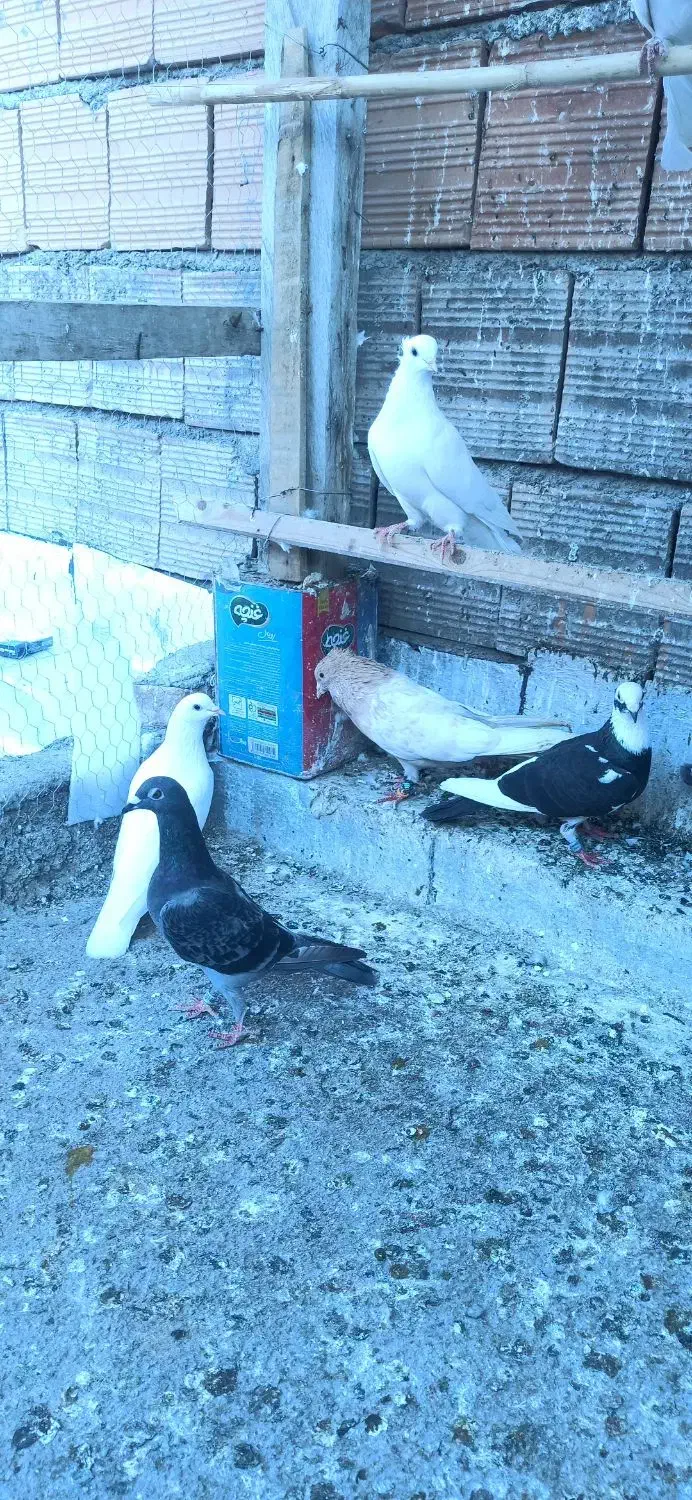 کفتر|پرنده|گرگان, |دیوار