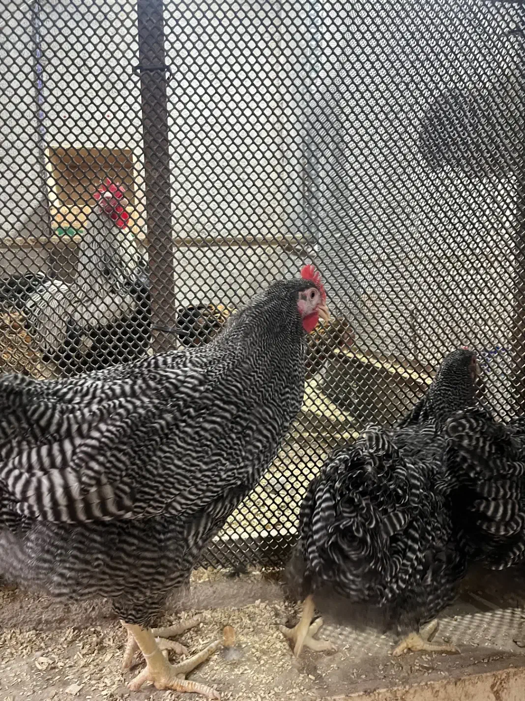 یک جفت نیمچه پلی موت راک|حیوانات مزرعه|اهواز, شهرک نفت|دیوار