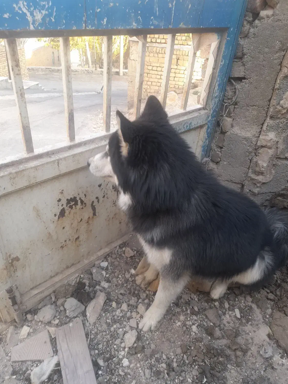 سگ هاسکی|سگ|زالیان, |دیوار