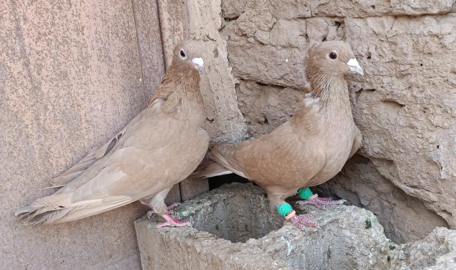 کبوتر کرمانی|پرنده|ملکآباد, |دیوار