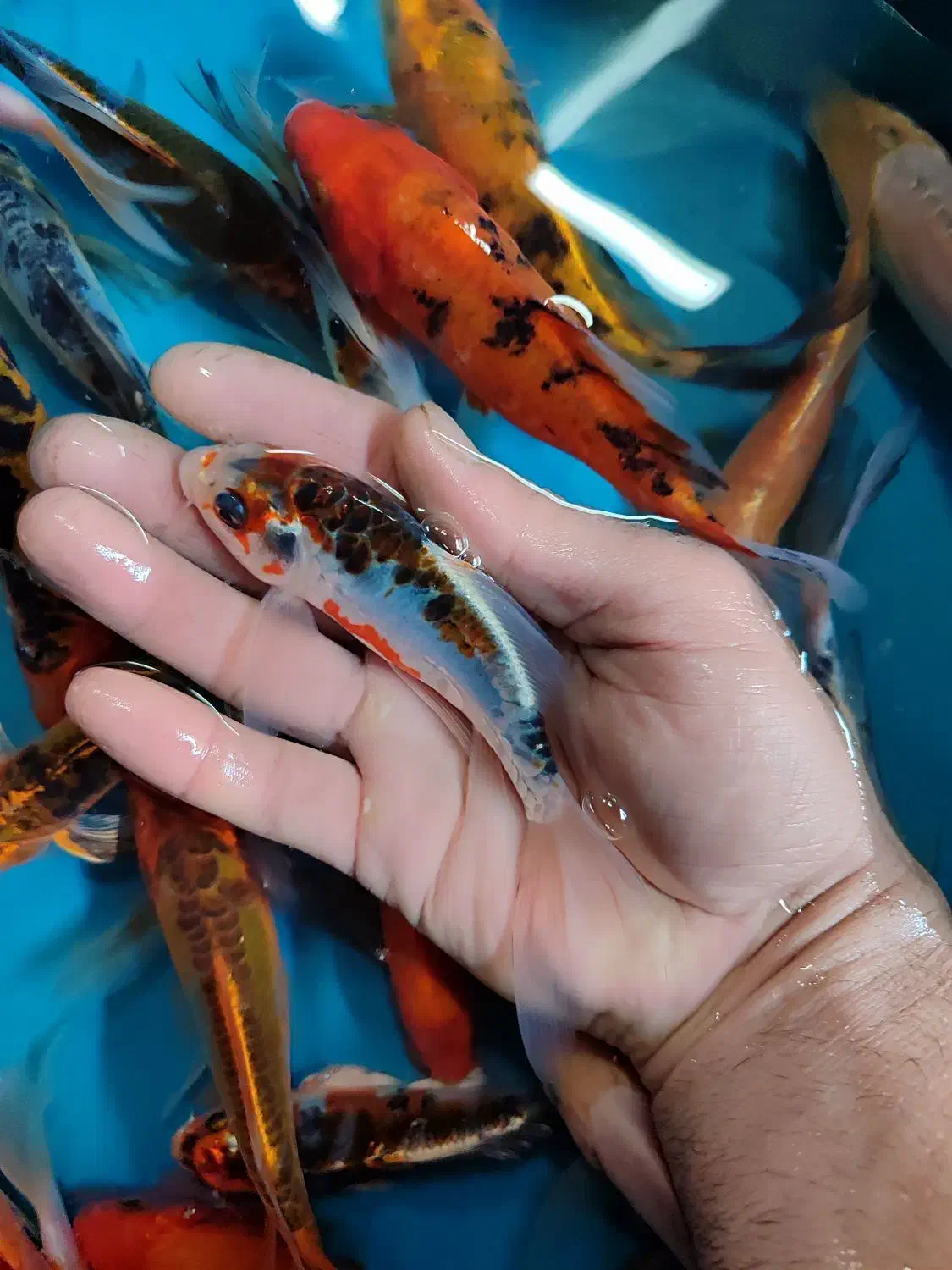 پک ۲۵ عددی ماهی کوی|ماهی|خمینی‌شهر, |دیوار