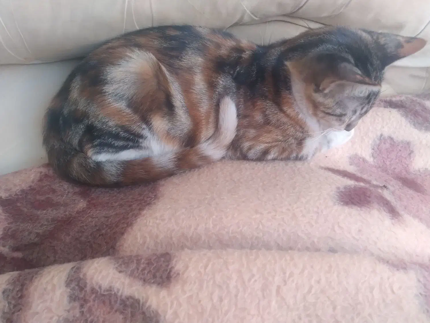 ۲ گربه ماده|گربه|بابل, |دیوار