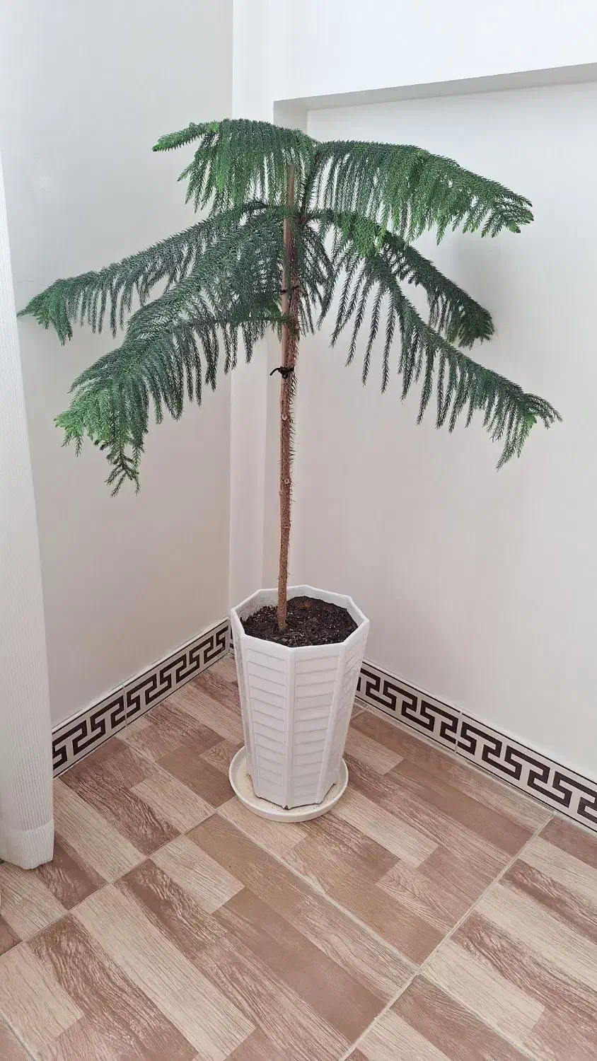 گل آپارتمانی|گل و گیاه طبیعی|کرج, اصفهانی‌ها|دیوار