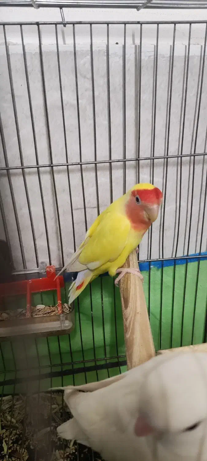 زرد صورت هلویی|پرنده|شیراز, عادل آباد|دیوار