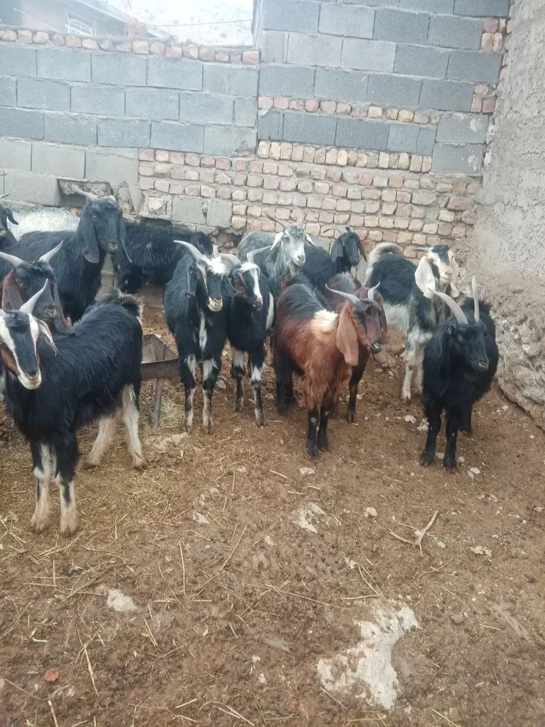 فروش بزوچپش ماده|حیوانات مزرعه|درودزن, |دیوار