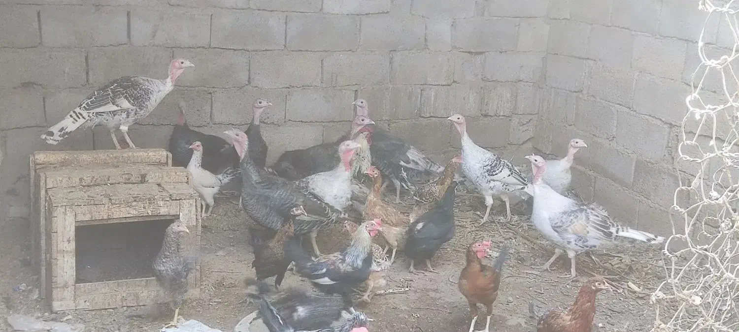 بوقلمون مرغ خروس|حیوانات مزرعه|بم, |دیوار