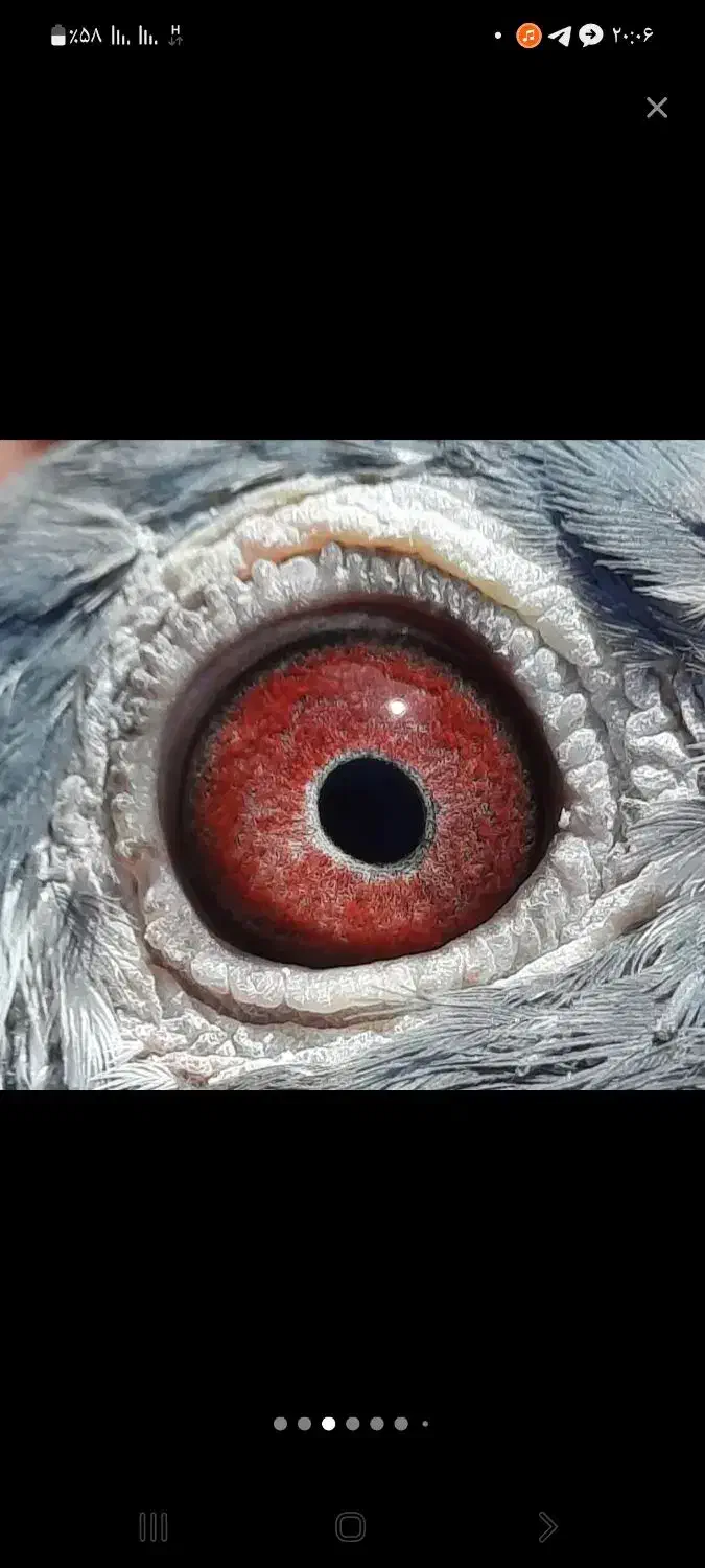 ۵جفت کفتر پلاکی اصل کویتی|پرنده|آبدانان, |دیوار