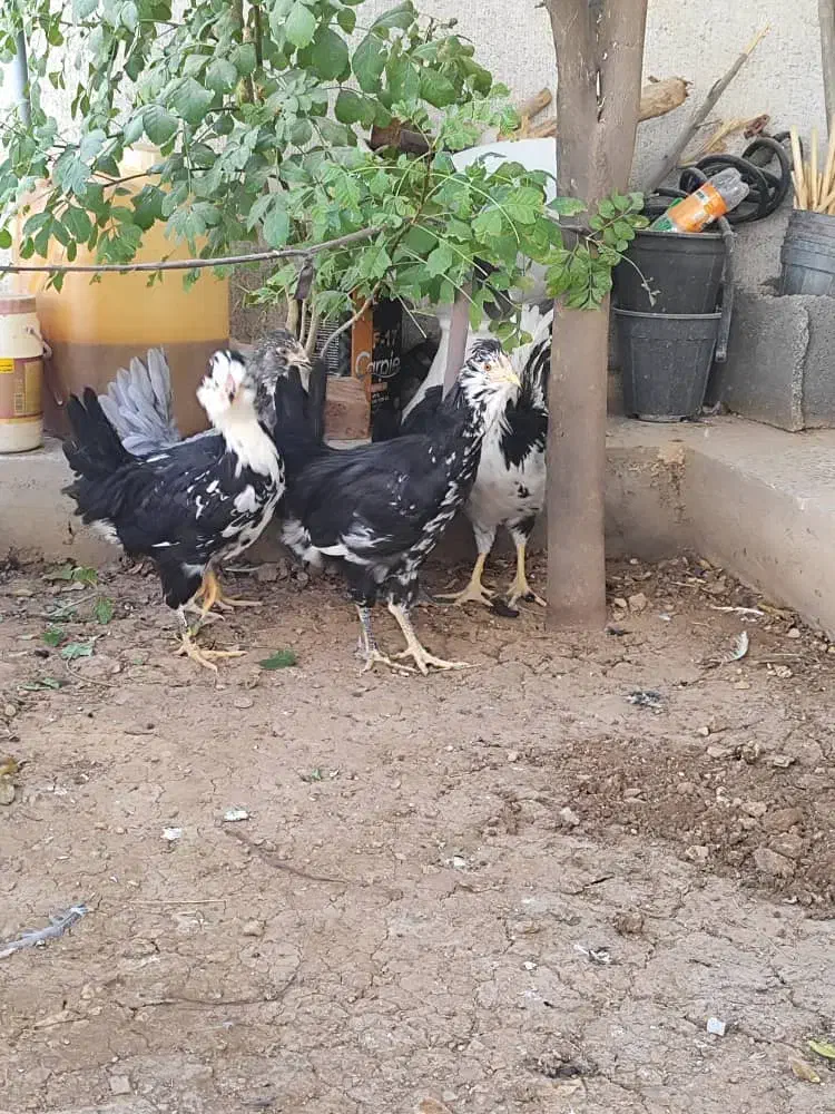 گلین لری|حیوانات مزرعه|زرقان, |دیوار