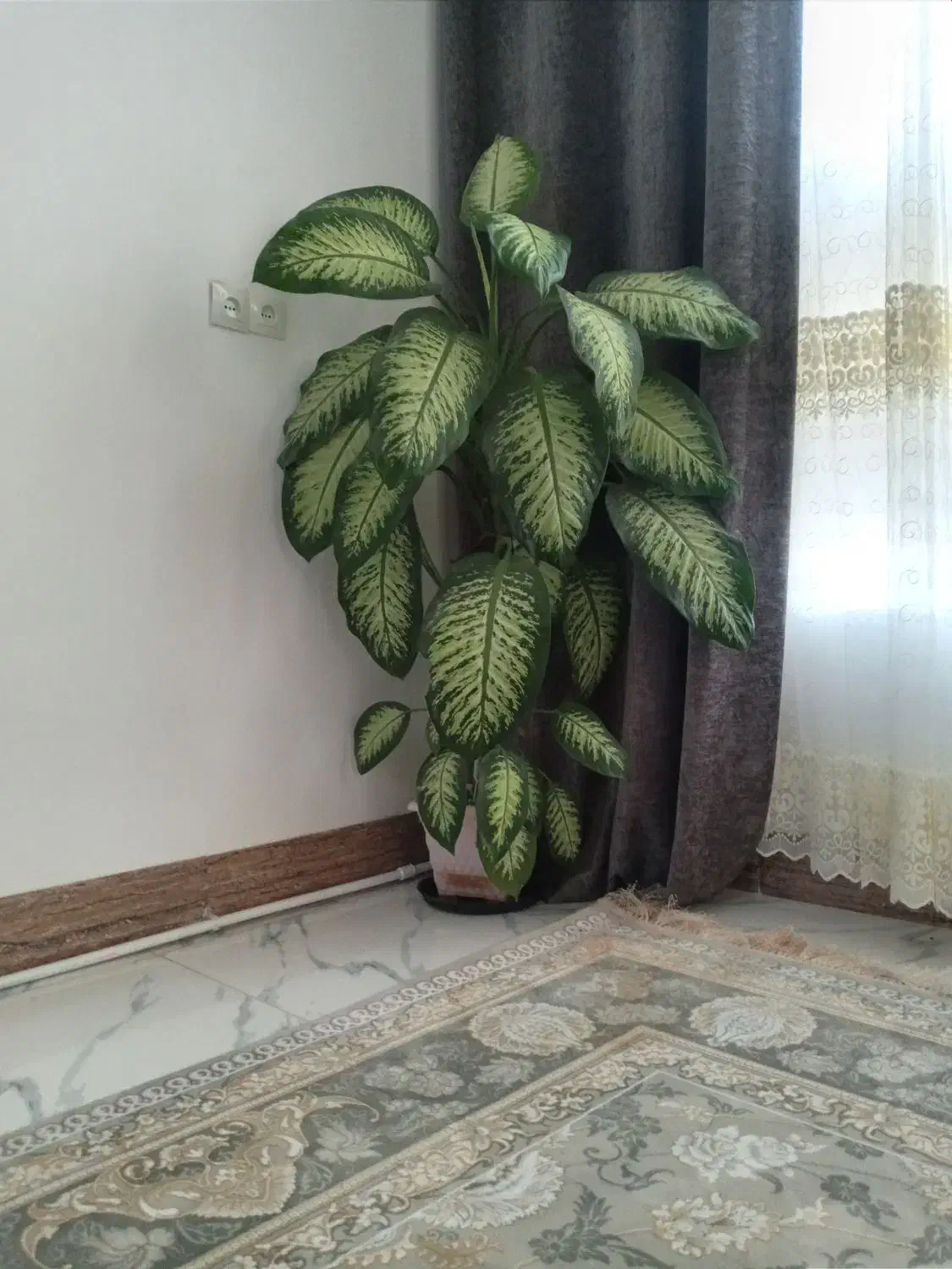 گل فروشی|گل و گیاه طبیعی|خرم‌آباد, |دیوار