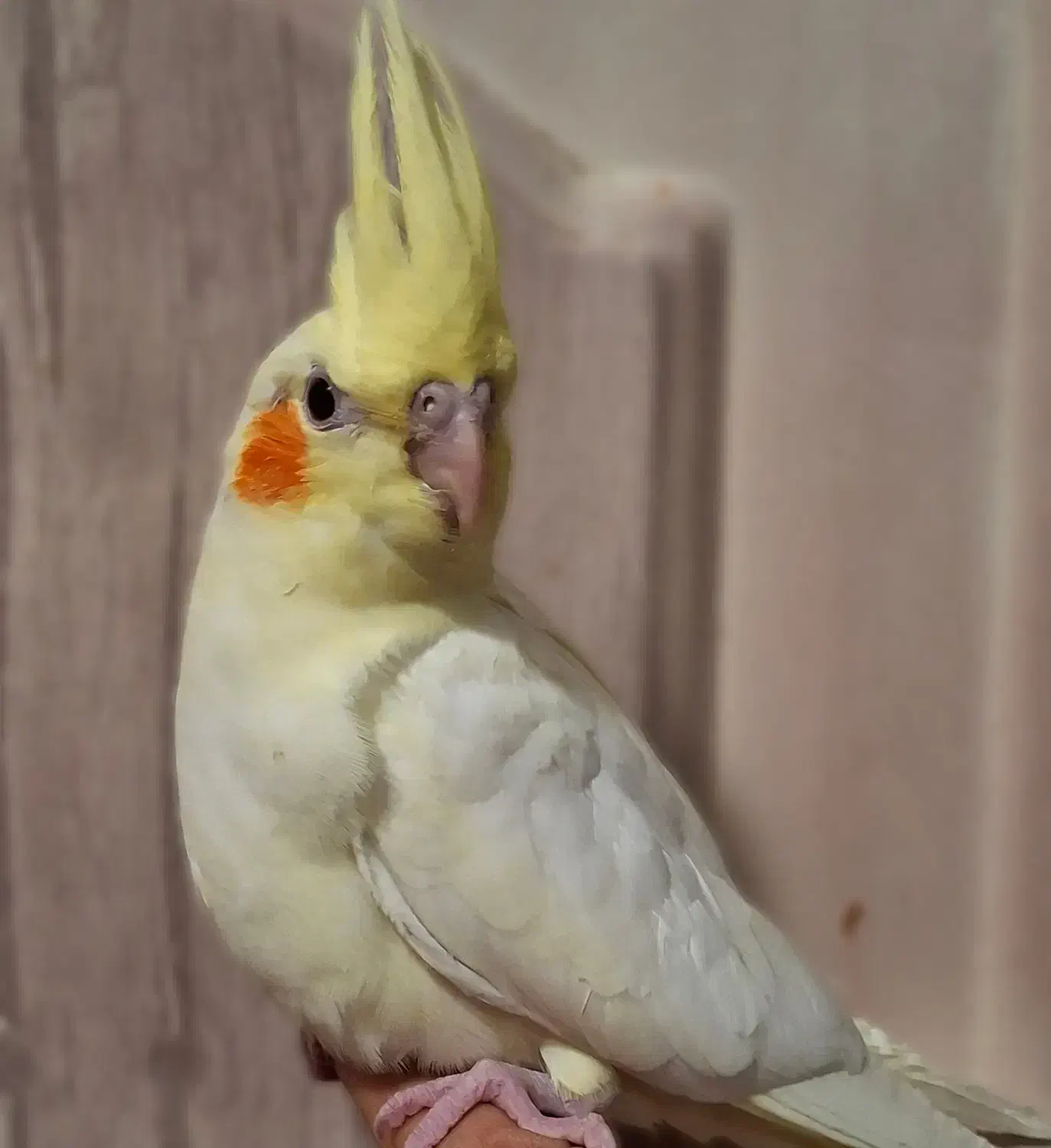 عروس هلندی بالغ لوتینو|پرنده|شهرضا, |دیوار