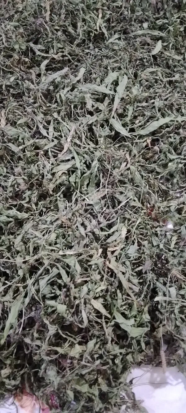 باغا یارپاقی|آرایشی، بهداشتی، درمانی|مشگین شهر, |دیوار