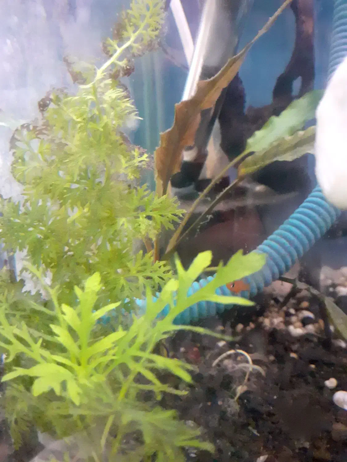 گیاه آکواریومی|ماهی|گرگان, |دیوار