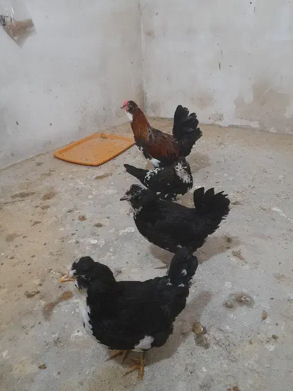 یک خروس و ۳تا مرغ تخم گذار گلین لری مدل پنگوئنی|حیوانات مزرعه|قائم‌شهر, |دیوار