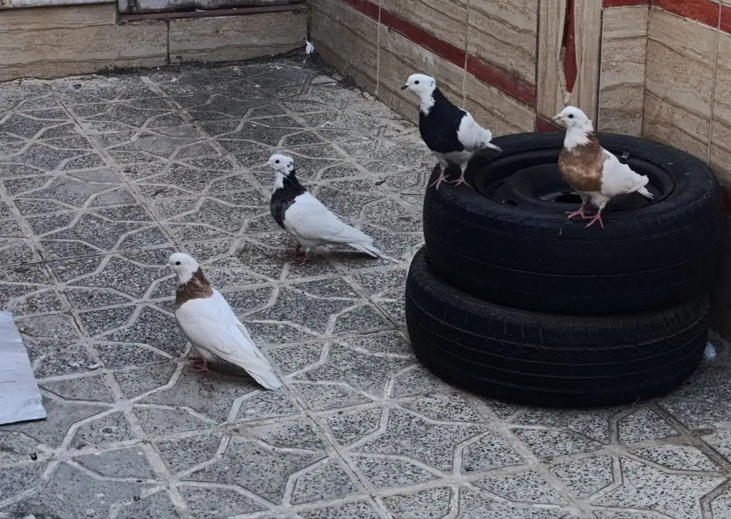 فروش کبوتر|پرنده|دره شهر, |دیوار