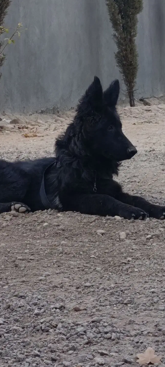 توله ژرمن بلک|سگ|شیراز, تاچارا|دیوار