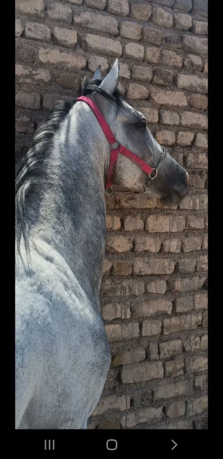 اسب نریان عرب|اسب و تجهیزات اسب‌سواری|نسیم‌شهر, |دیوار