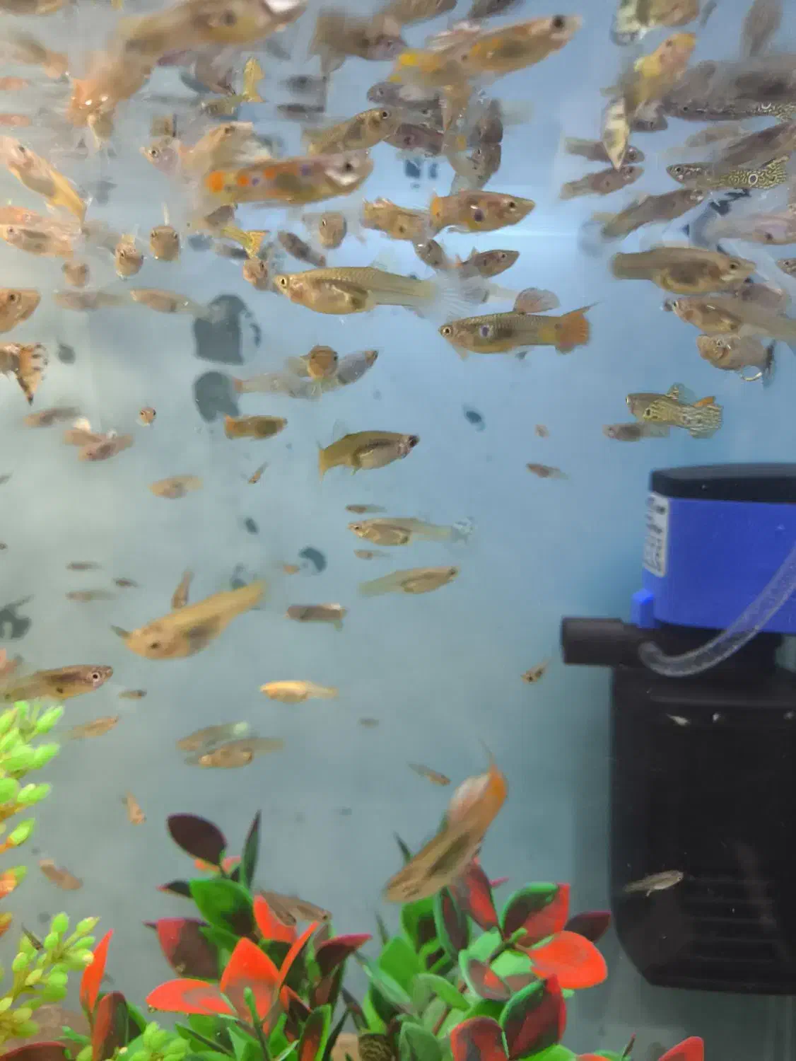 ماهی گوپی بالغ دونه ای 10 تومن|ماهی|اصفهان, دوطفلان|دیوار