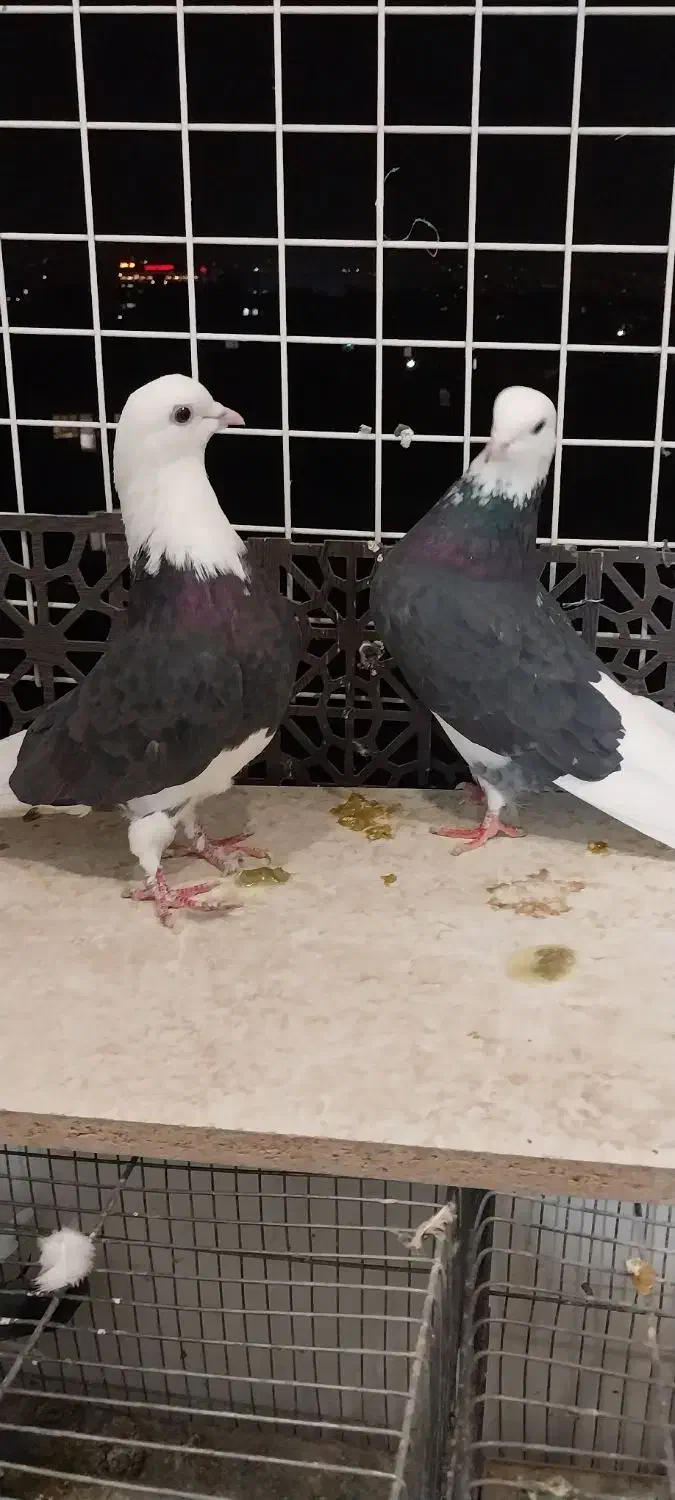 کفتر پرشتی کله زرد ، شازده|پرنده|تهران, وحیدیه|دیوار