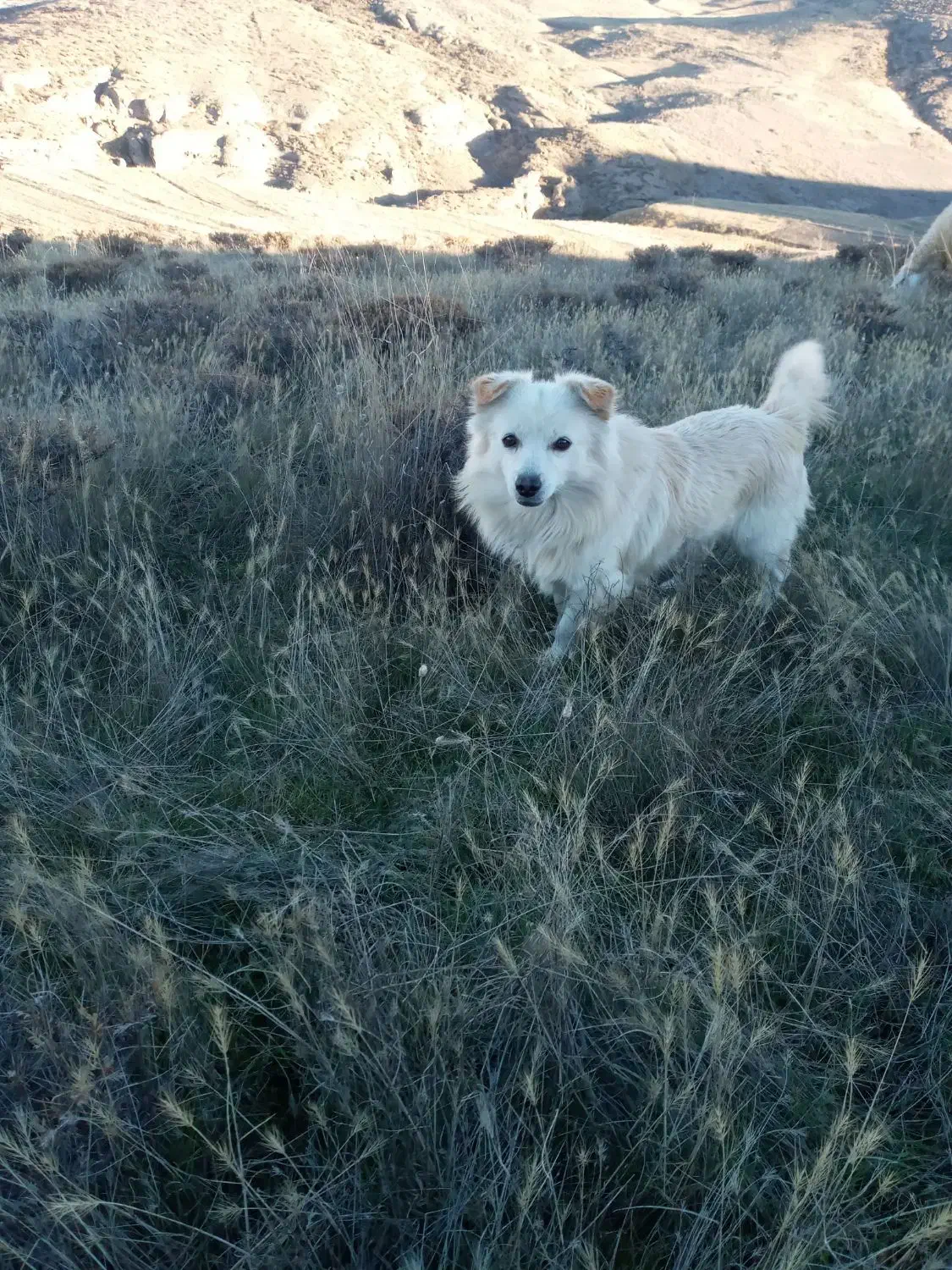 پاکوتان نر گله میره  ف 2|سگ|ارشق, |دیوار