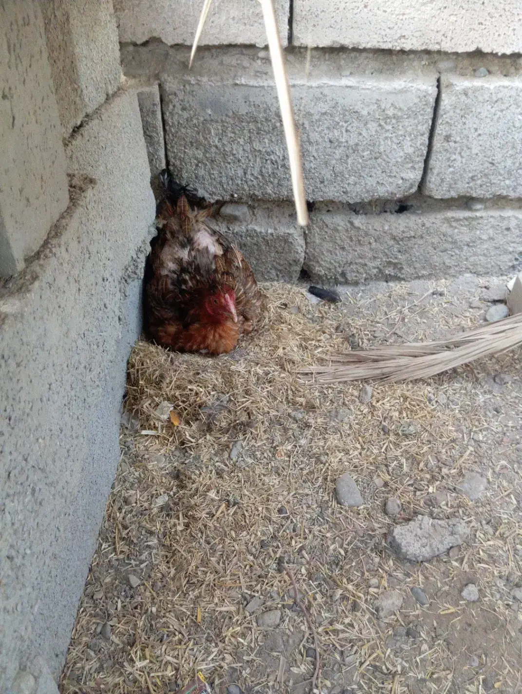 ماده مرغ|حیوانات مزرعه|بمپور, |دیوار