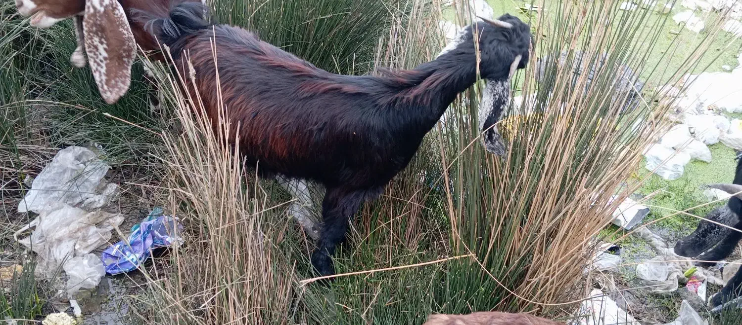 بره نر|حیوانات مزرعه|شادگان, |دیوار