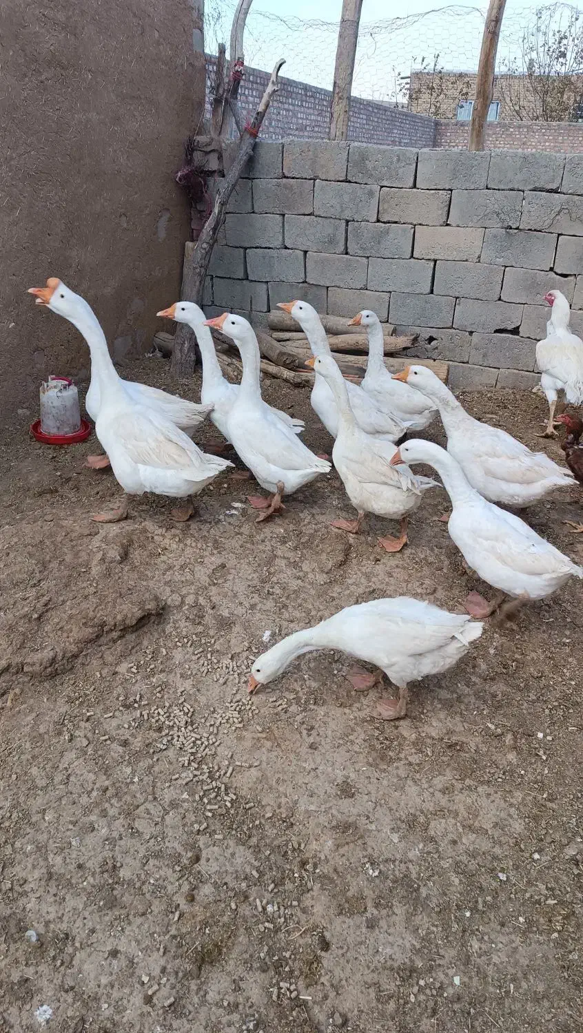 10عدد قوغاز قیمت دونه 1500|حیوانات مزرعه|سیمینه, |دیوار