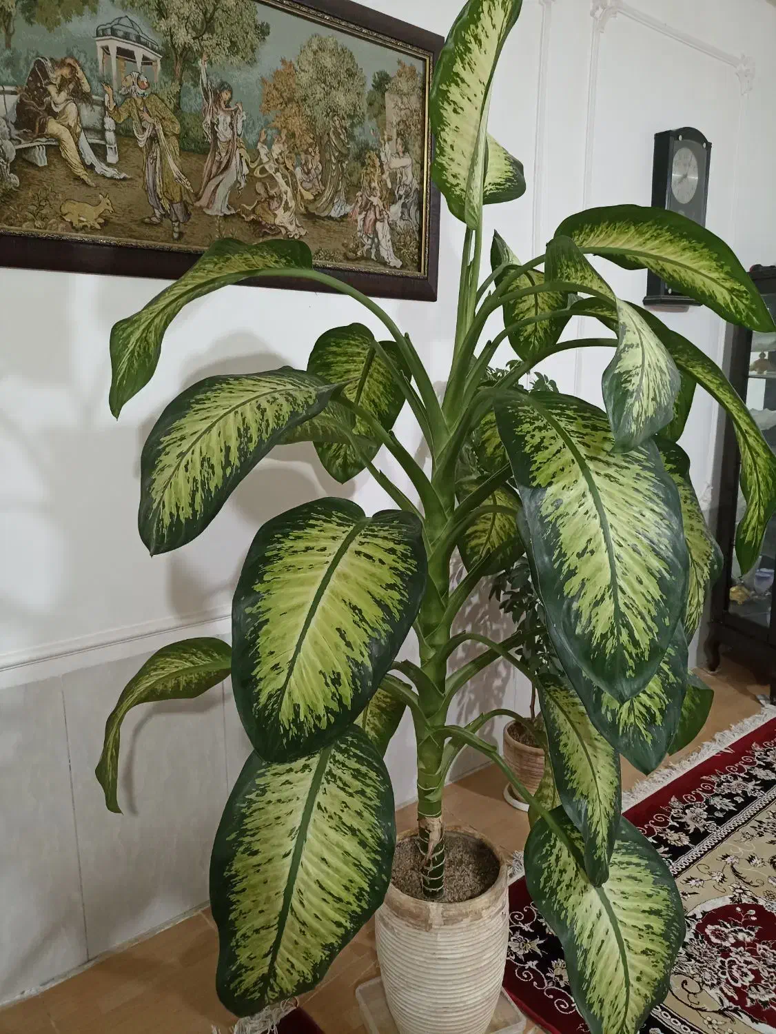 گل دیفن باخیا|گل و گیاه طبیعی|گلبهار, شهر جدید گلبهار|دیوار