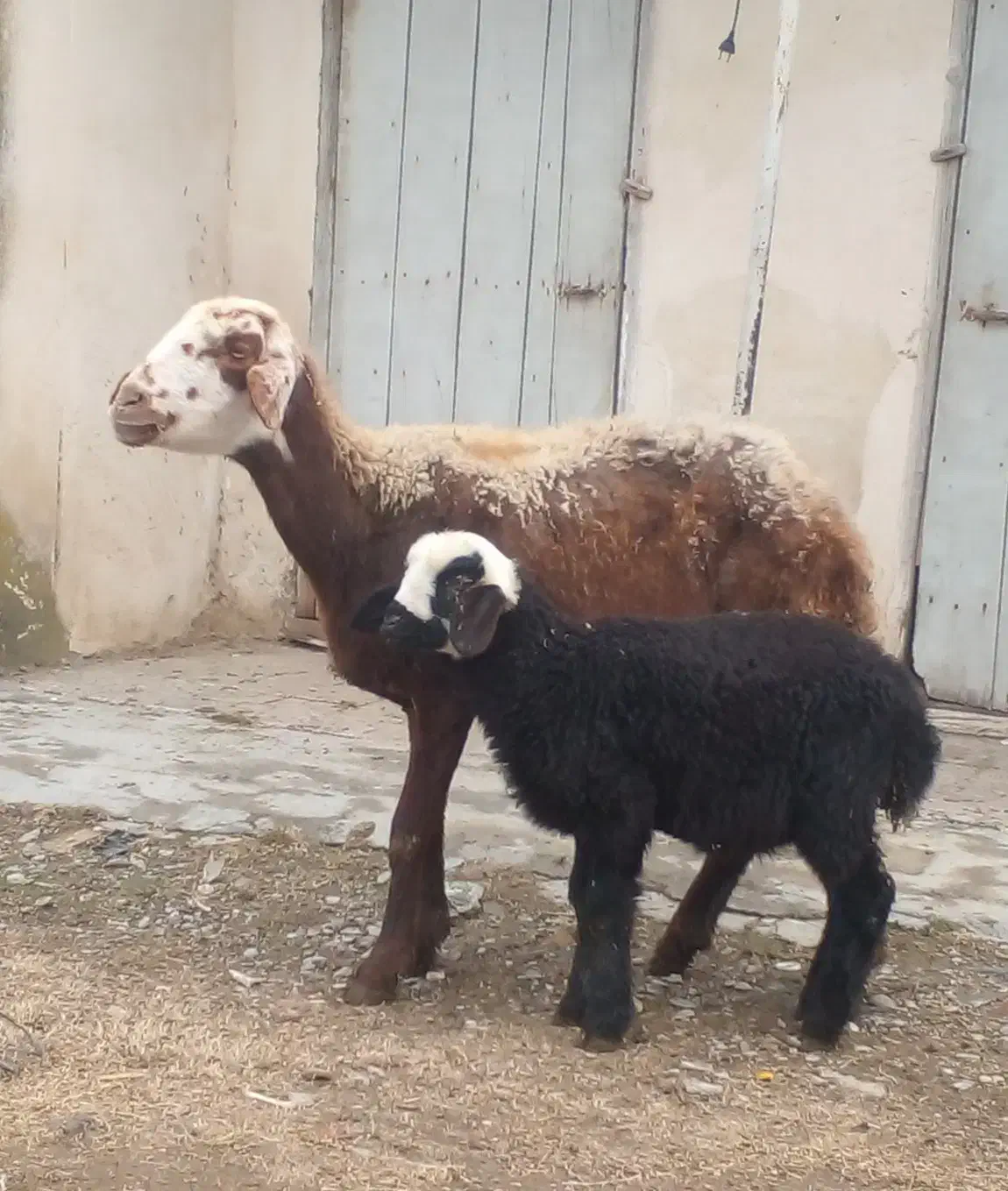 دوتا گوسفند بره دار،و هفت  گوسفند آبست|حیوانات مزرعه|گرگان, |دیوار