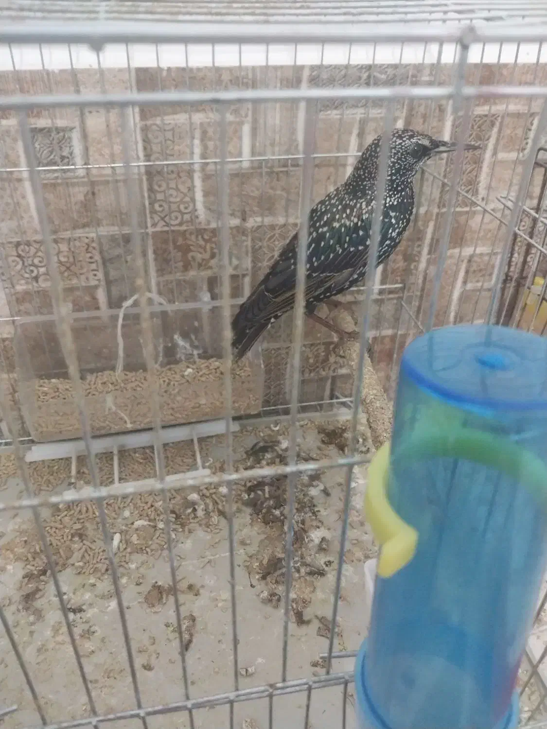 مرغ مینا سار|پرنده|شیراز, کرونی(خاتونک)|دیوار