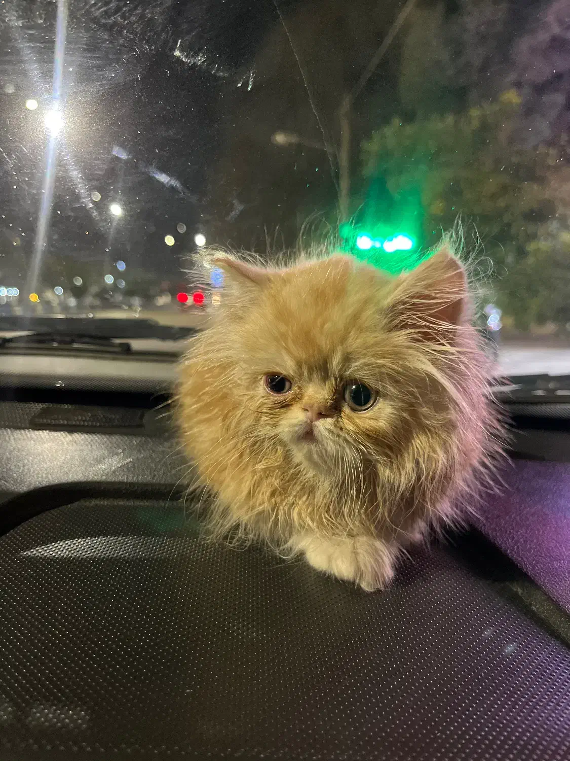 گربه|گربه|گنبد کاووس, |دیوار