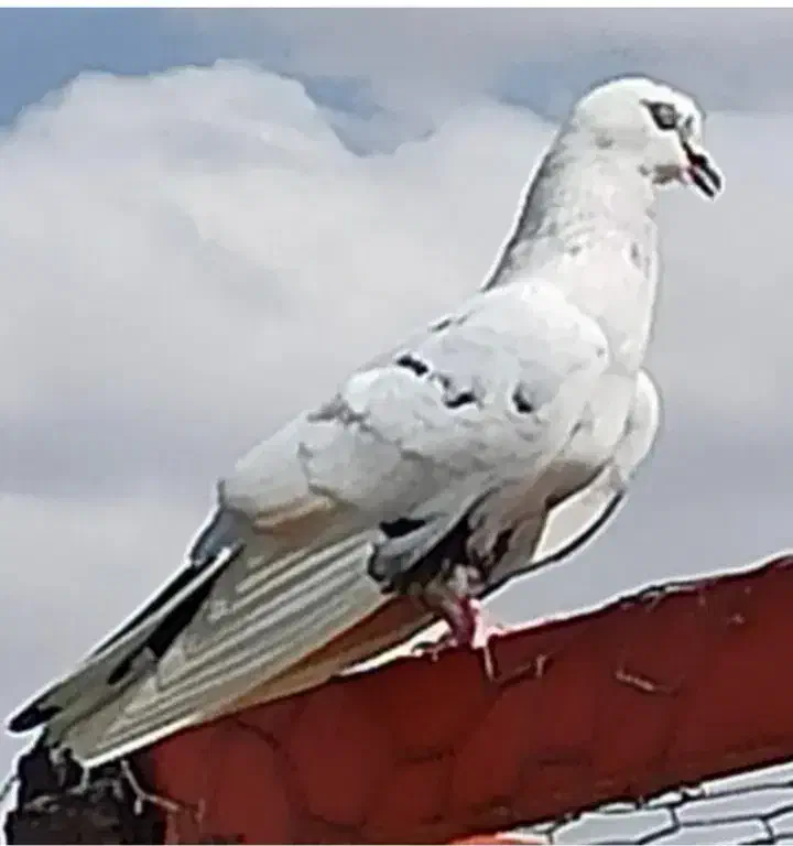 کود حیوانی فضله کفتر|خدمات باغبانی و درختکاری|رباط‌کریم, صبا باطری|دیوار